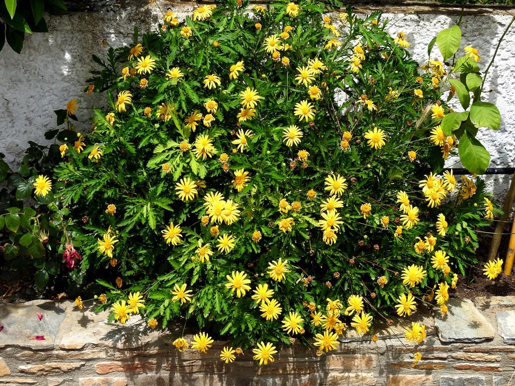 شقة Garden House فليكا المظهر الخارجي الصورة